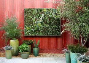 Succulents planted in a frame on an outside wall